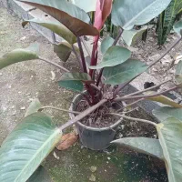 گل فیلودندرون بزرگ|گل و گیاه طبیعی|اطاقور, |دیوار