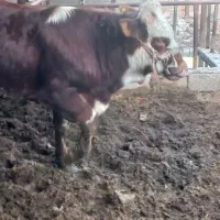 گوساله  نره  سمتال