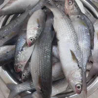 ماهی گاریز و میگو