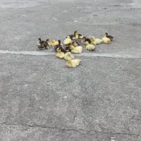جوجه اردک اسرائیلی