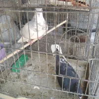 کفتر ماده شهری