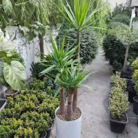 نخل یوکا، ۷۵ درصد تخفیف/ بدون گلدان|گل و گیاه طبیعی|تهران, صادقیه|دیوار