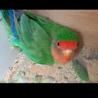 کوتوله برزیلی دستی|پرنده|شیراز, شهرک گلستان|دیوار