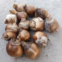 پیاز نرگس شهلا...وپرپر دونه ای 2300 حراج.کوچک1500