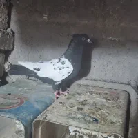 کبوتر رنگی و دورگ