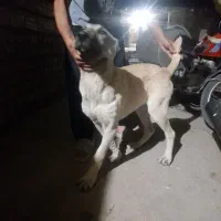 توله سگ سرابی۴ماهه