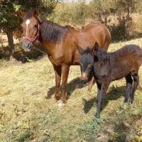 اسب مادیان|اسب و تجهیزات اسبسواری|میانه, |دیوار