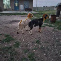 ۳عدد قوچ بختیاری یه رون و دو رون