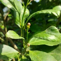 نهال لیمو ترش سنگی|گل و گیاه طبیعی|رشت, گلسار|دیوار