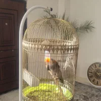 یک عدد عروس هلندی همراه با قفس