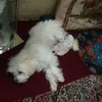 واگذاری یدونه پاپی کاملا آروم وبی سروصدا وحرفگوشکن