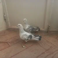 پرنده|پرنده|مشهد, کوشش|دیوار