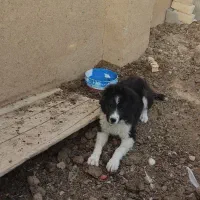 سگ توله...قدرجونی|سگ|تهران, ترمینال جنوب|دیوار