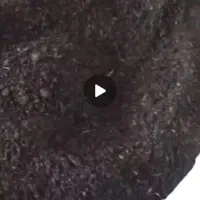 گوشت خرما