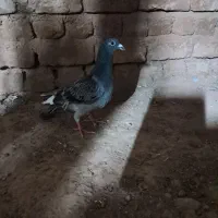 کفتر