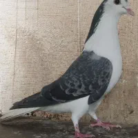 کفتر دمگیر بدرنگ زره ای واز وخرقه و ماشین ظرفشویی