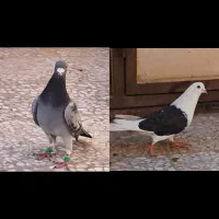 گمشده