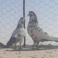 کبوتر پرشی.وزاجر