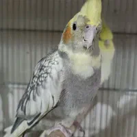 عروس هلندی ماده ابلغ نیمه دستی تقریبایکساله