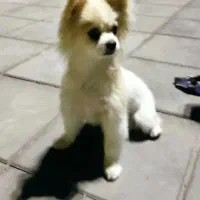 سگ پاکوتاه ماده