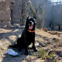 یک قلاده سگ نر