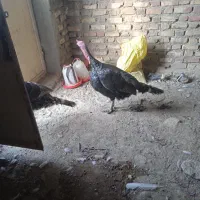 بوقلمون نر محلی چاق وچله گوشتی میکشم