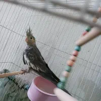 پرنده‌ای‌زیبا‌عروس‌هلندی