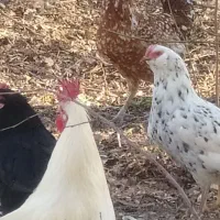 مرغ گلین اصل