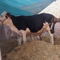 گوستر یک زه هلشتاین با پارک سمیتال