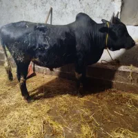 گاو ورزا پرگوشت و لیشه