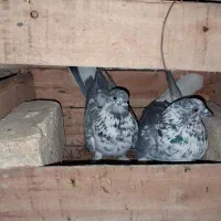 کبوتر|حیوانات|اردکان, |دیوار