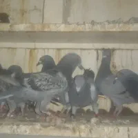 جوجه پلاکی هیچ پری|پرنده|باوی, |دیوار