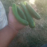 خیار|خوردنی و آشامیدنی|ارومیه, |دیوار