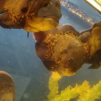 ماهی اسکار گوشت خوار سلطنتی وتایگر بزرگ خوش رنگ