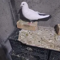 کبوتر دم سیاه