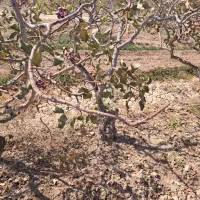 باغ پسته چسبیده ب روستا