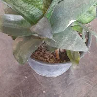 گل های سرحال|گل و گیاه طبیعی|کنگاور, |دیوار