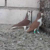 شهری نرو ماده|پرنده|خرمشهر, |دیوار