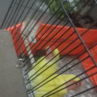 طوطی  برزیلی جفت مولد