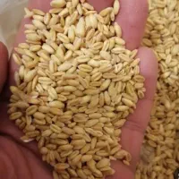 گندم بوجاری محصول امسال