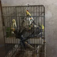 10عدد عروس هلندی رنگهای مختلف منیریه|پرنده|تهران, امیریه|دیوار