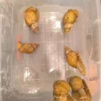 حلزون اچاتینا|خزنده|تهران, حکیمیه|دیوار