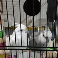 عروس هلندی