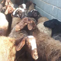 میش بره داشتی گله داری یک داغ