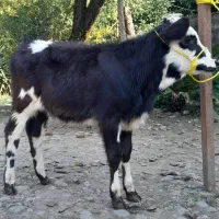 دوراس گوساله سیمینتال ماده لیشه گاو|حیوانات مزرعه|رشت, پل تالشان|دیوار