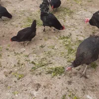 تعدادی مرغ خروس مرندیو