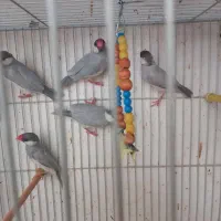 فنچ نرگسی سیلور|پرنده|بیرجند, |دیوار