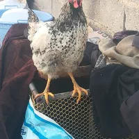 حیوان محلی خروس|حیوانات مزرعه|مرودشت, ابوذر شمالی‎|دیوار