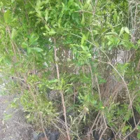 انواع نهال و گیاه ارزان