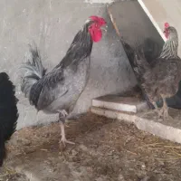 خروس (یک عدد گلین،یک عدد پیلموت)